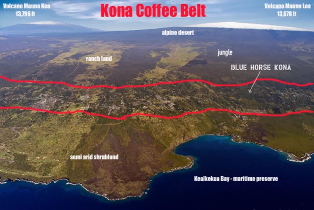 科纳咖农状告亚马逊、沃尔玛：以KONA的名义出售普通咖啡