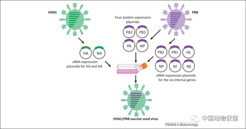 禽流感h5n1疫苗,中国最新禽流感疫苗