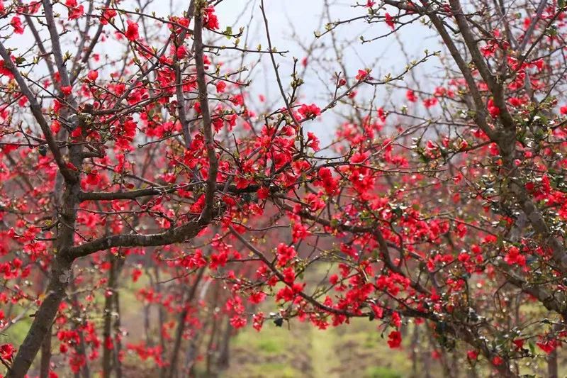春风十里,不如这8条专享优惠!约惠“女神节”,开启宠爱之旅!