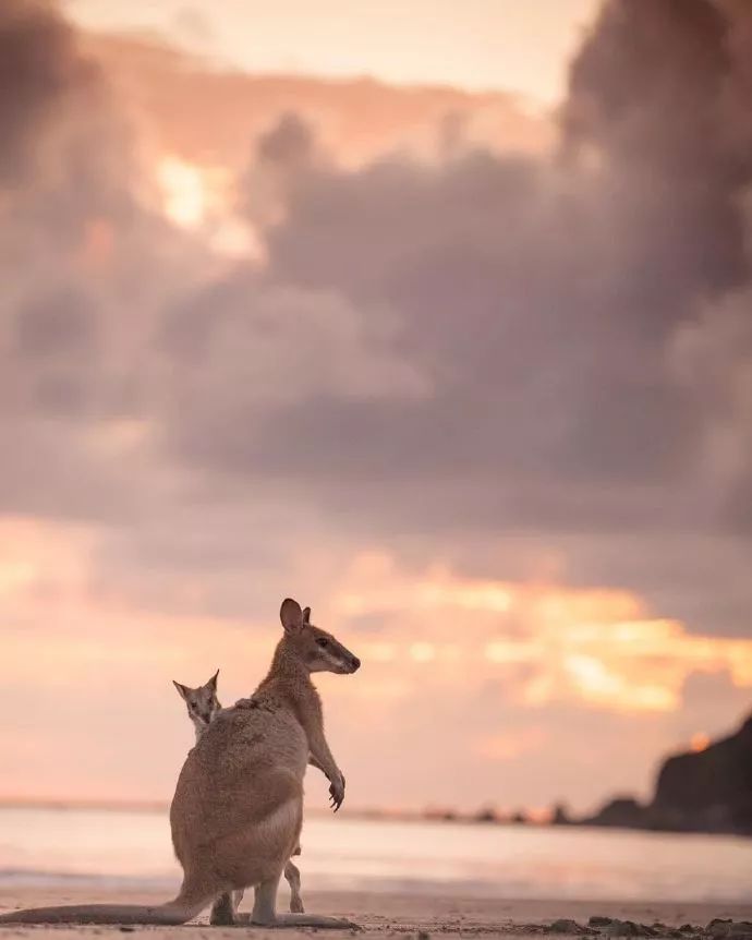 澳大利亚想在中国打广告:这里不危险,WiFi不免费,你们仍该来