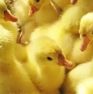 雏鹅死亡率怎么调整,雏鹅死亡原因