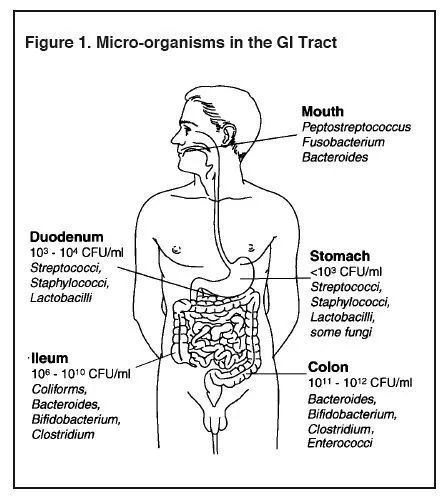 科普|这种细菌居然对人体有益？