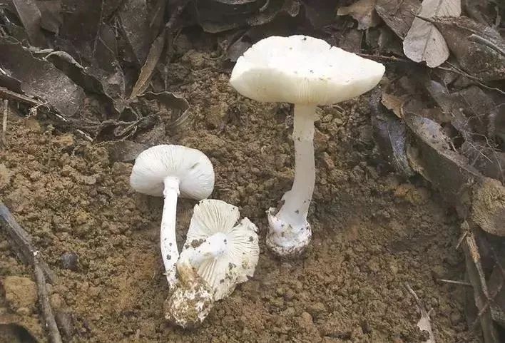 2017毒蘑菇中毒指南,广东进入毒蘑菇高发季节
