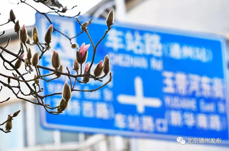 美得不像话！通州玉兰花开早腊梅绽放报春来