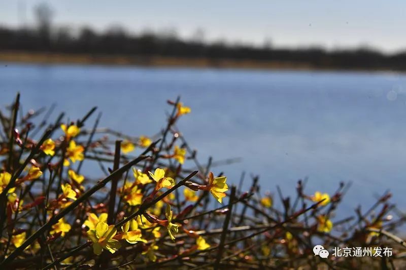 美得不像话！通州玉兰花开早腊梅绽放报春来