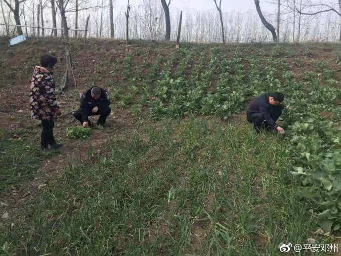 把*粟罂**当菜种植300余株邓州七旬老人被处罚