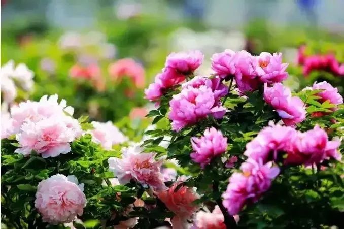 咸宁市赏花景点有哪些景区,诗意踏青春暖花开