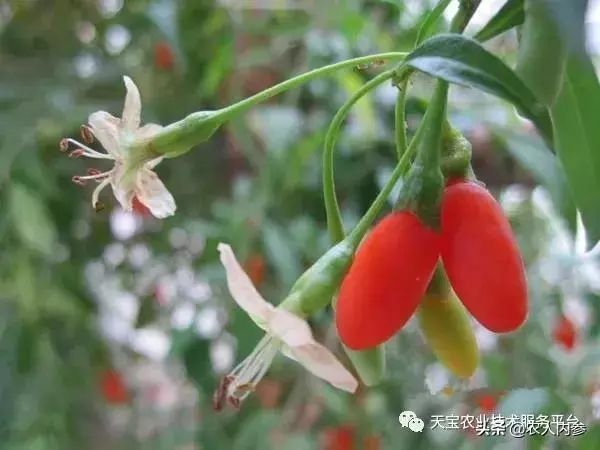 想种药材不知道选啥品种,想种药材不知道怎么卖