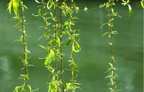 春天植树的方法,春天植树正当时