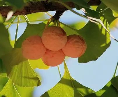 春天植树的方法,春天植树正当时