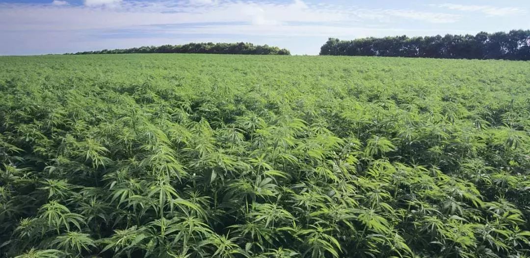 工业*麻大**应用有严格规范要求