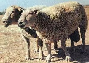 羊品种视频大全,福克羊品种大全