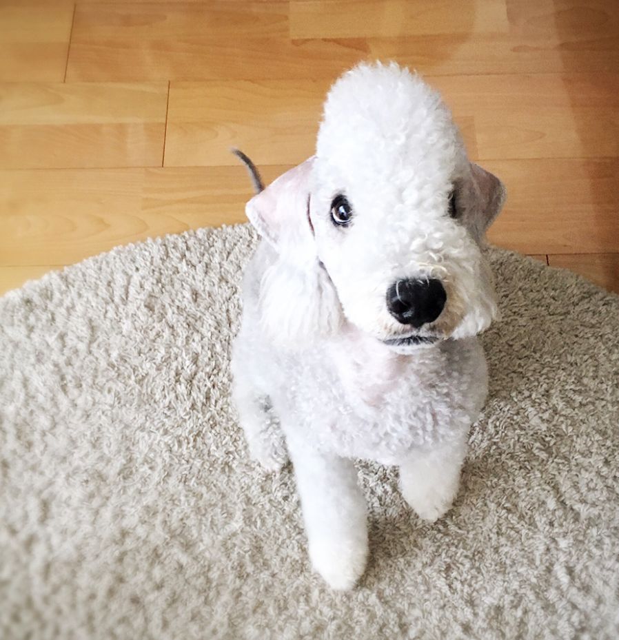 除了长得像绵羊之外,这种狗还另类得可怕!|犬种