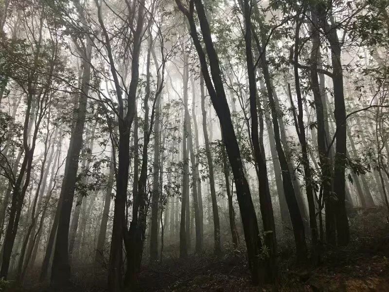 适合踏春的景点厦门,厦门春季旅游攻略