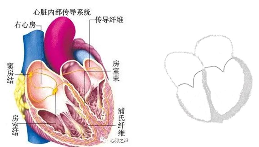 专家谈房颤怎么治疗,专家讲房颤治疗方法