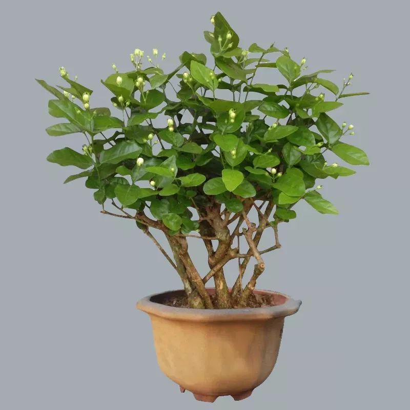 3·15消费者维权日又到了,你在花草上挨过“坑”吗?