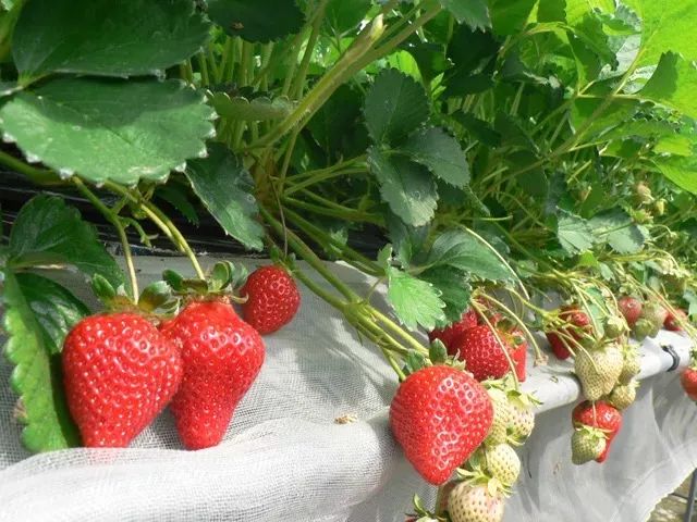 3·15消费者维权日又到了,你在花草上挨过“坑”吗?