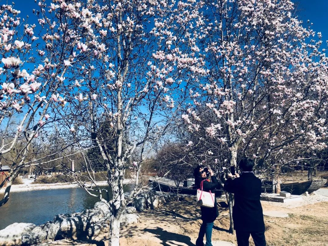 玉兰初绽,玉兰绽放春天如约而至