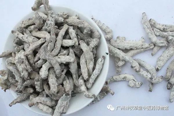 中药丨幼蚕与白僵菌的相遇