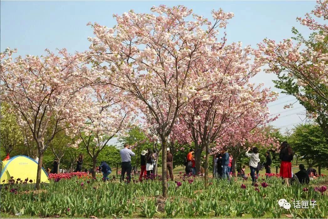 万花丛怎么拍照,万花丛中拍照技巧