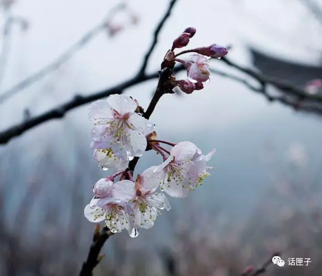 万花丛中,拍照选哪枝?话匣妹手把手教你过春天