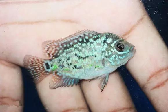 闆岄泟楸肩殑姝ｇ‘閰嶅鏂规硶,绉嶉奔濡備綍閰嶅