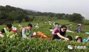 小布岩茶基地,广州小布岩茶