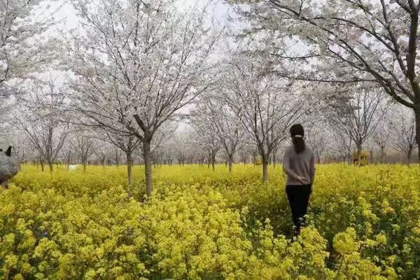 郑州周边踏青采摘野菜,郑州自驾踏青赏花好去处