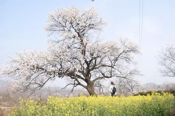 郑州周边踏青采摘野菜,郑州自驾踏青赏花好去处