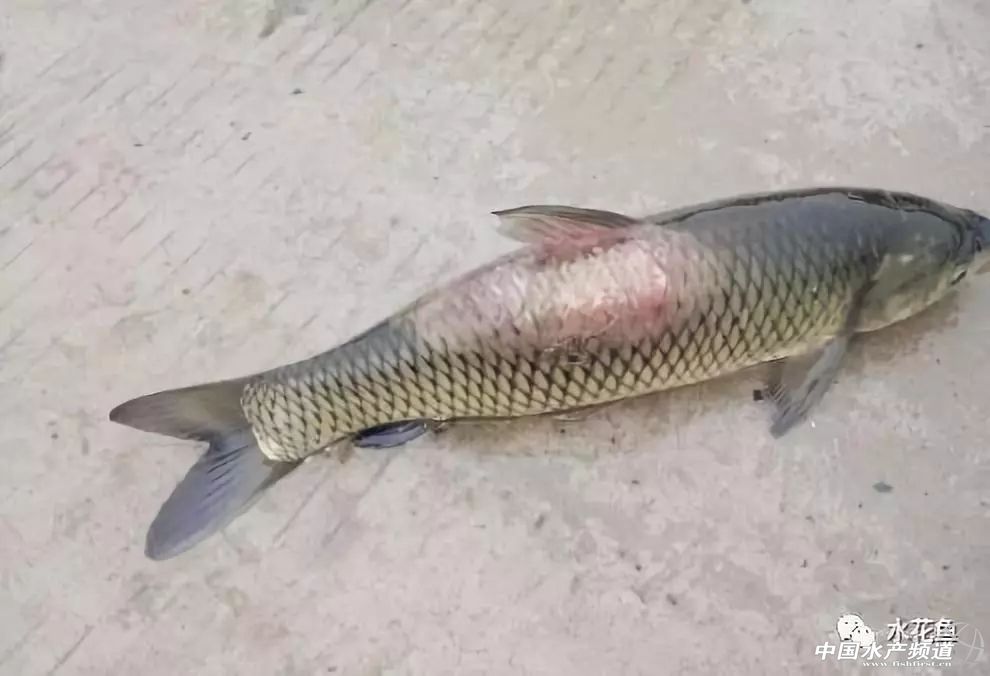 鱼类疖疮是什么原因引起的,鱼类痘疮病怎么治疗