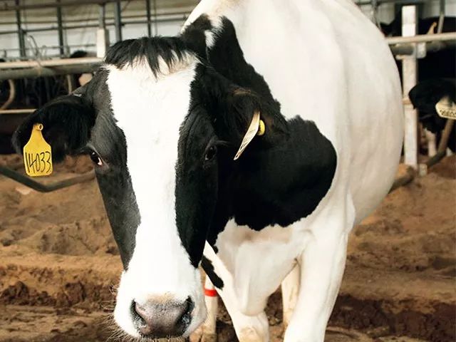 为了身体健康让孩子喝牛奶,让孩子喝上放心的牛奶就那么难吗