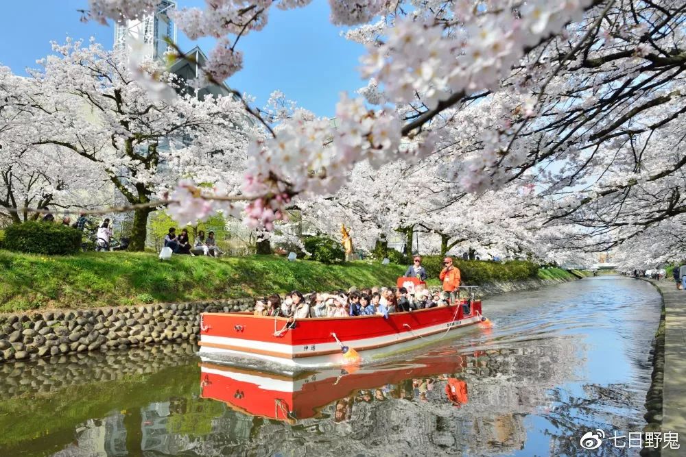 2019年日本大赏排行榜,2018全日本赏樱花旅游攻略