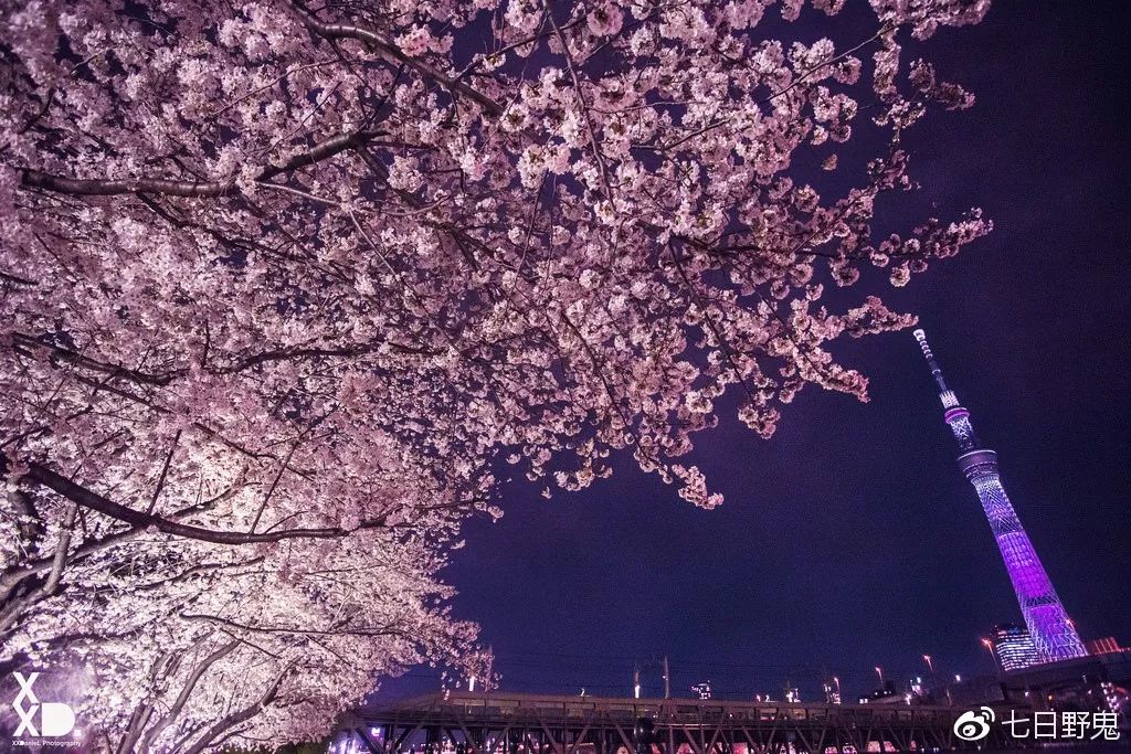 2019年日本大赏排行榜,2018全日本赏樱花旅游攻略