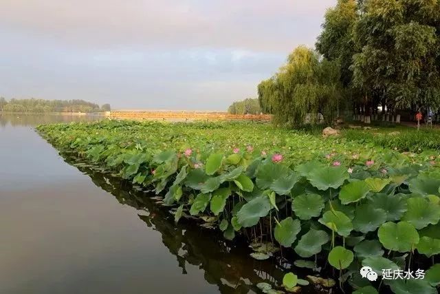 延庆的妫水河的变化,延庆妫河发源地