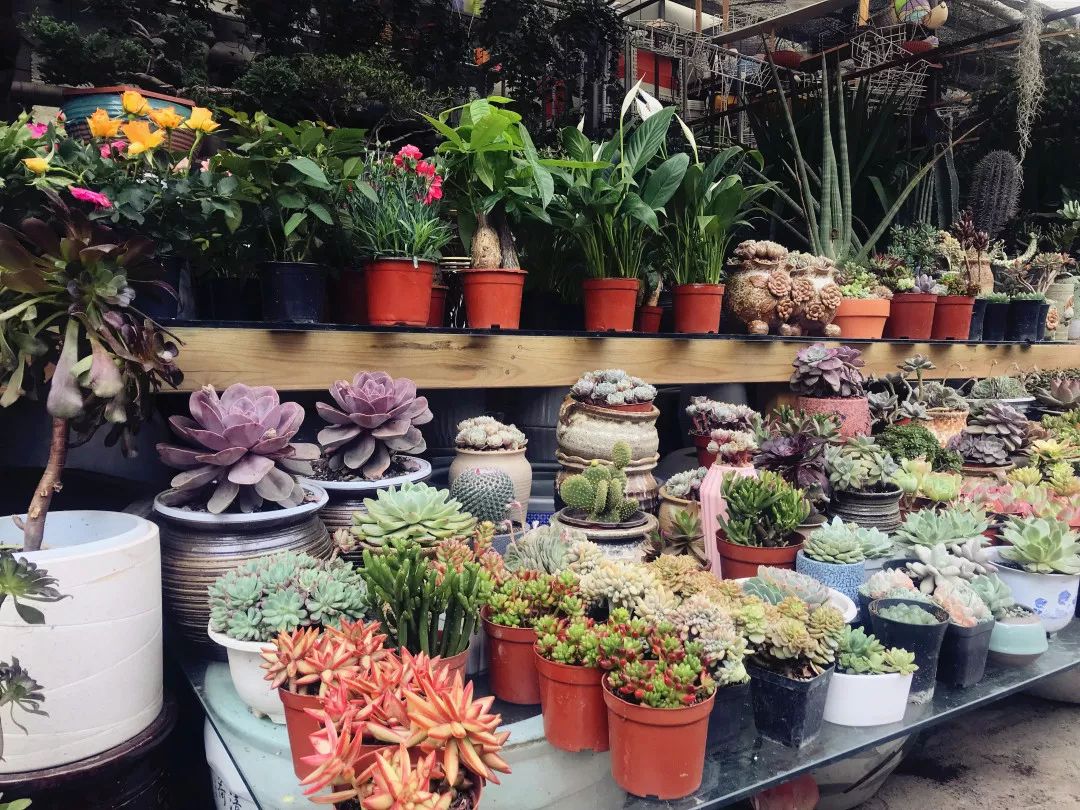 花色撩人，亲测德阳这两家花市，“花chi”去了就不想出来！