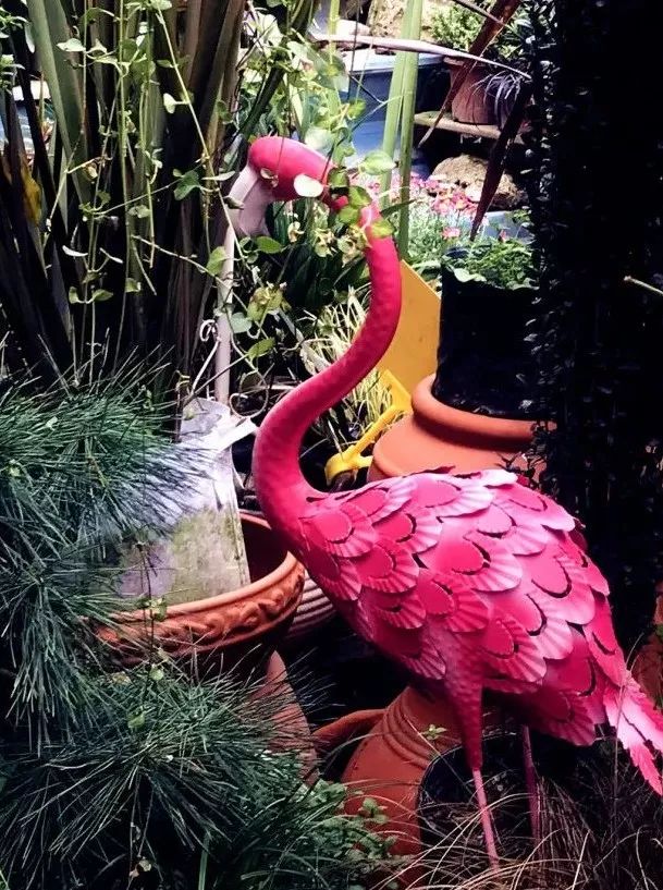 花色撩人,亲测德阳这两家花市,“花chi”去了就不想出来!