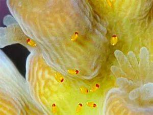 parasites寄生虫,sps虫