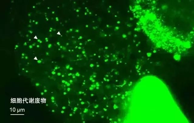 鍙堜竴涓浗璐т箣鍏夌殑璇炵敓,鍙堜竴鍥戒骇鍝佺墝宕涜捣