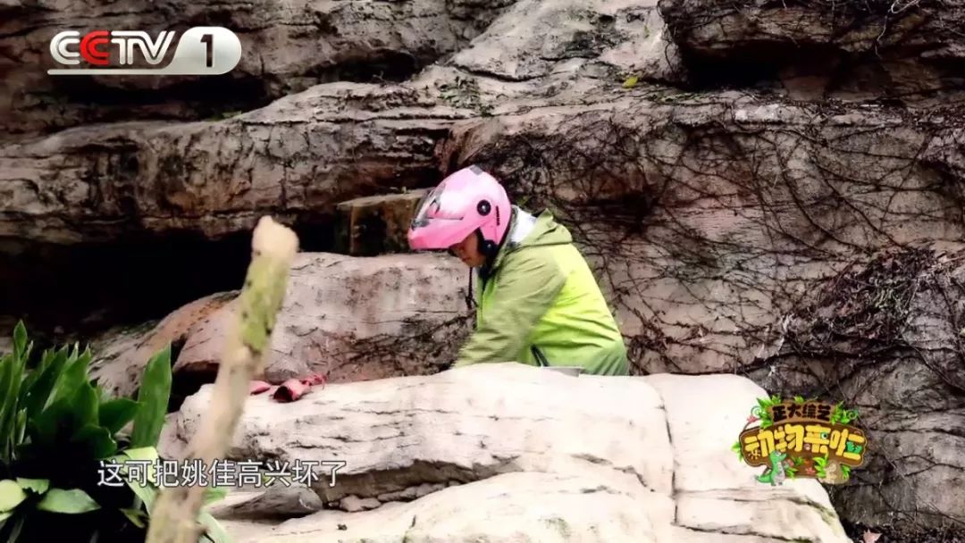 大象脚围2倍=大象身高?《正大综艺·动物来啦》为您实地验证