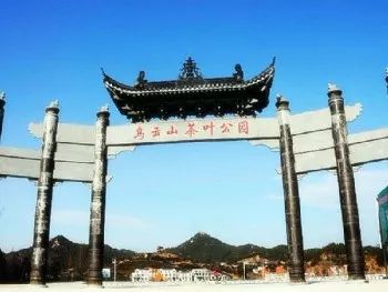 风月无边,茶事正好!这几座茶园里,藏着湖北最美的春天