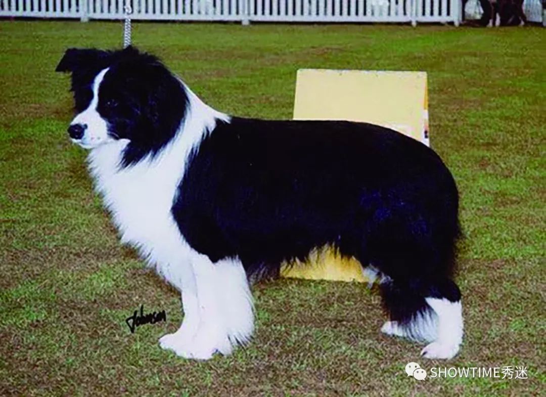 Elyn：非常安静内向的……野姑娘。|犬学知识专业版封面故事