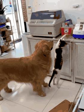 这只金毛老捉弄小猫咪，到底什么仇什么怨啊5555