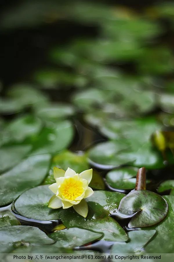 微型睡莲的品种及图片介绍,冬季适合种植的睡莲