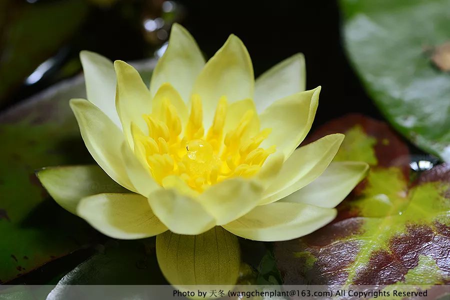 微型睡莲的品种及图片介绍,冬季适合种植的睡莲