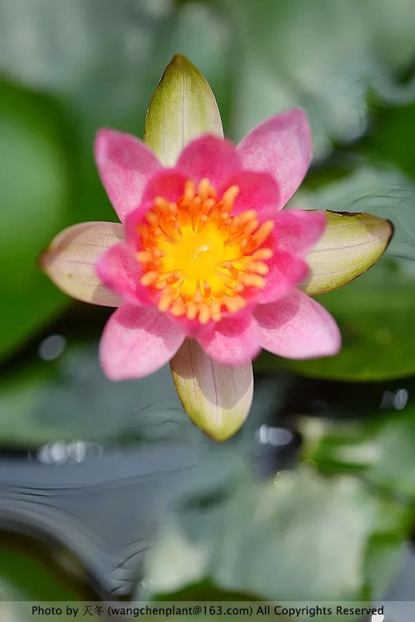 微型睡莲的品种及图片介绍,冬季适合种植的睡莲