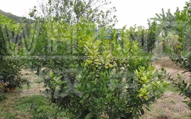 预防黄龙病有什么禁用药吗,沃柑黄龙病用什么药预防