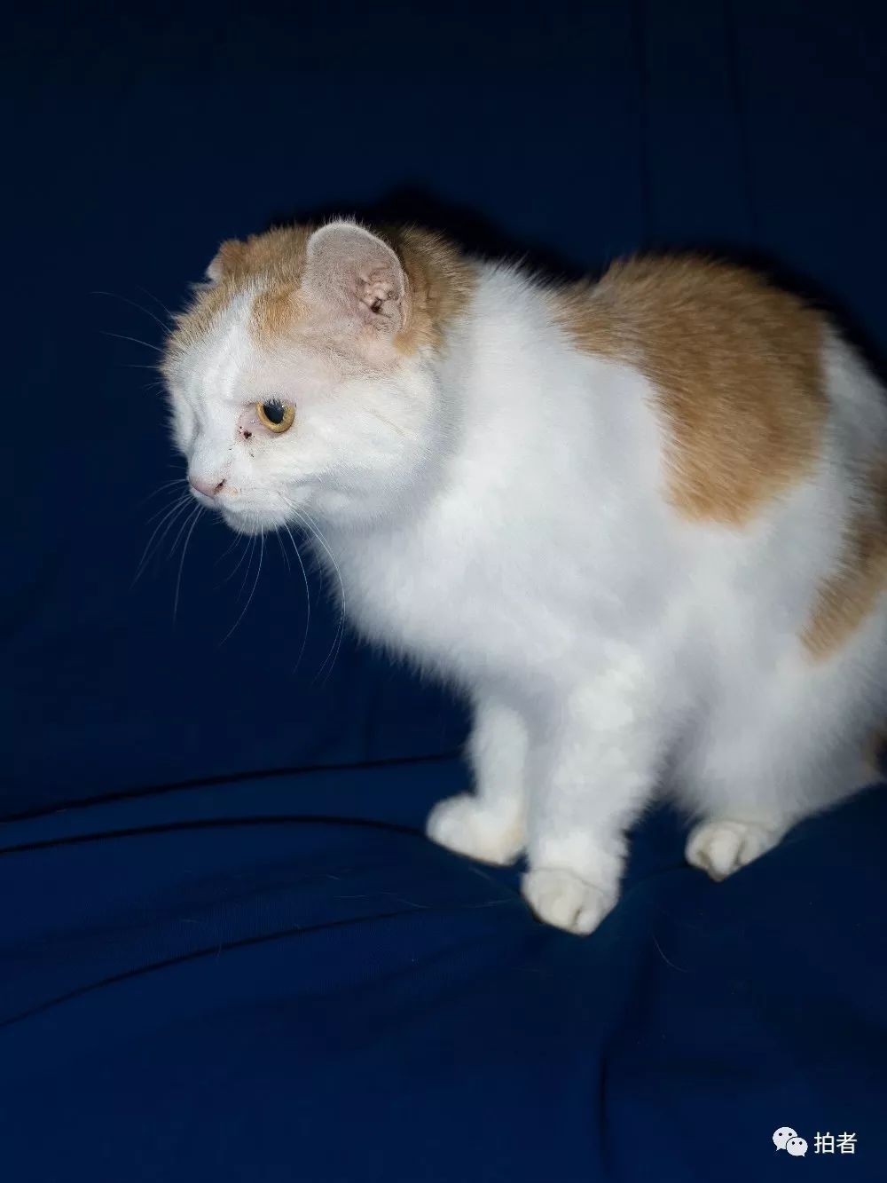 养40只流浪猫建新家,家里有18只流浪猫