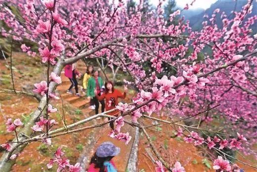 柳州2月花海景点,柳州花海打卡景观