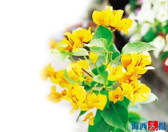 正宗同安红中国红三角梅,厦门三胎准生证哪里办理