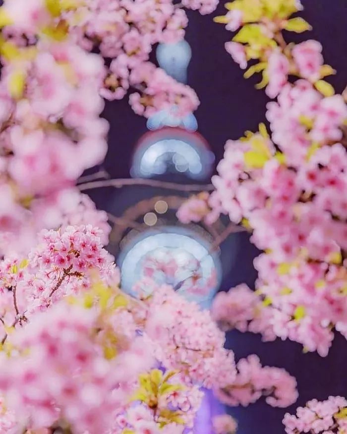 日本有关樱花的照片,日本最美樱花图